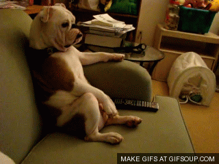 gif cachorro gif cachorro