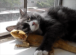 gif gato e lagarto gif gato e lagarto